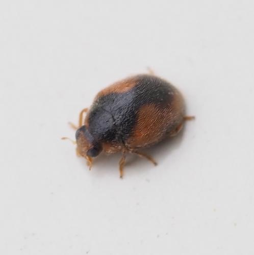 Réf. 249 523 : Scymnus interruptus